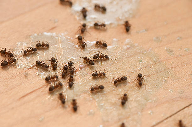 Best Local Pest Control Services  in White Rock, NM